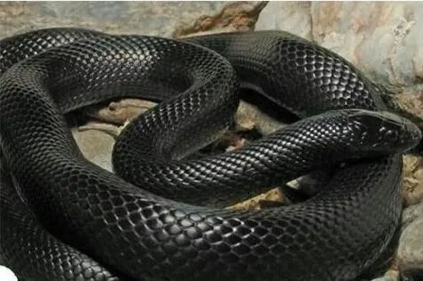 男人梦到大蟒蛇是什么意思 男人梦到大蟒蛇好不好