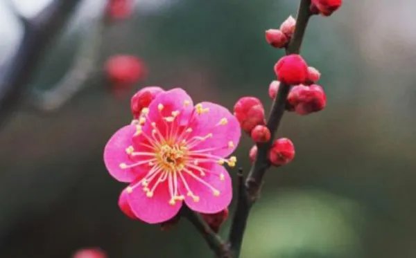 竹子 梅花 蜜蜂 路灯写一段话？