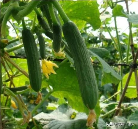 黄瓜种子哪个好？
