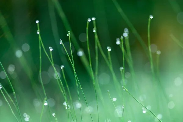 天街小雨润如酥的季节是什么 天街小雨润如酥描写哪个季节