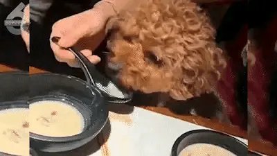 令人气愤！狗进饭店站婴儿座椅里进食，该店的卫生问题是否堪忧？