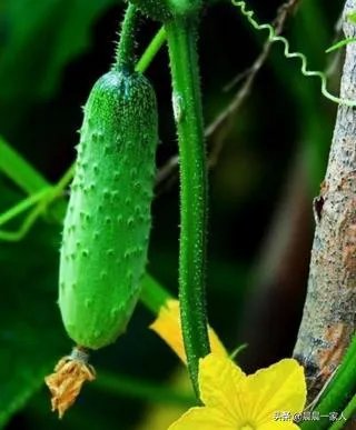 黄瓜种子哪个好？