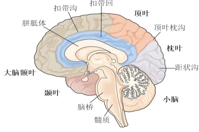 大脑的构造及示意图