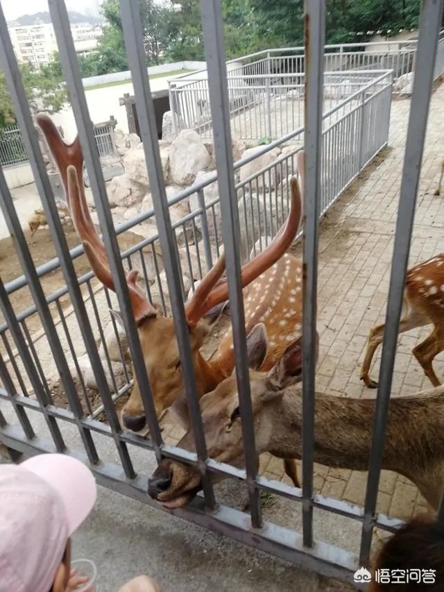 怎样能成为动物园饲养员呢?