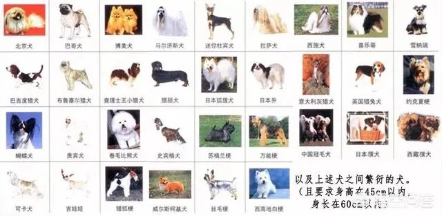 给宠物狗办证需要什么流程？有必要吗？