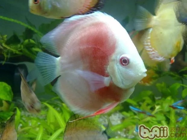 常见热带鱼种类有哪些