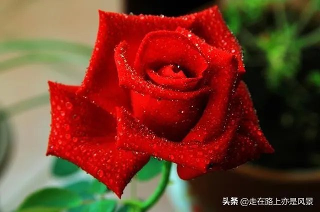 你认为世界上最漂亮的人是谁？为什么？