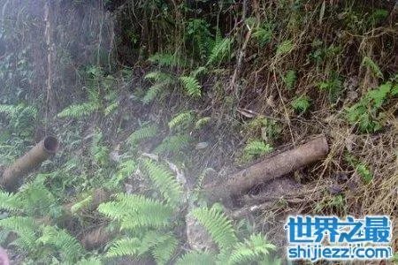 缅甸的野人山是一座十分可怕的山 据说很少有人活着走出去 