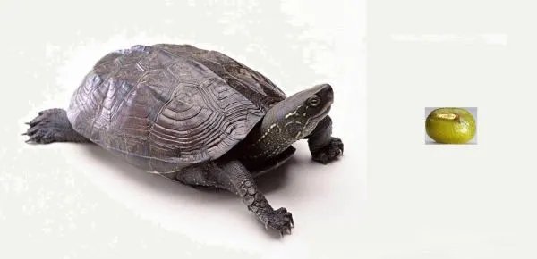 王八看绿豆是什么意思?