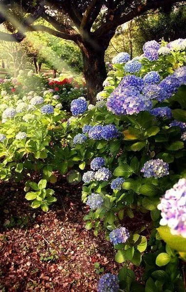 谢谢你的花语图片？