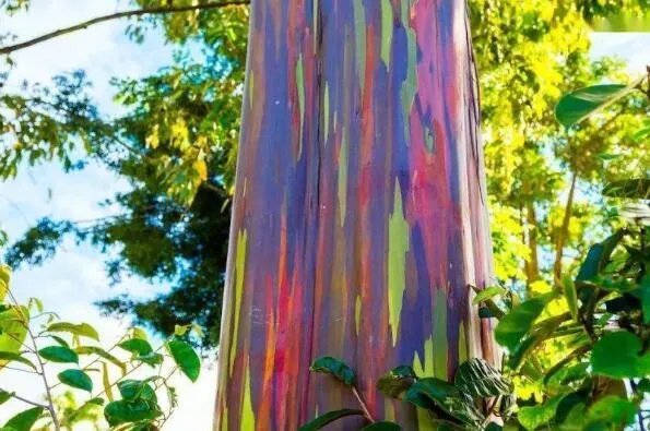 世界上十大最奇怪的树 猴面包树上榜,第八果实形如香肠