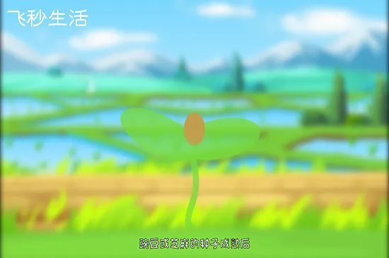 植物传播种子的方法