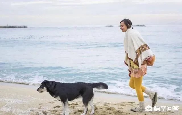 给宠物狗办证需要什么流程？有必要吗？