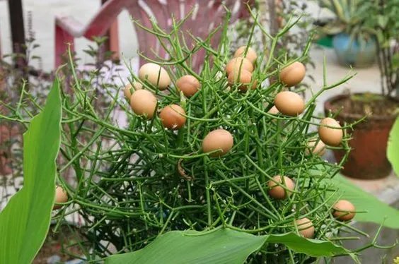 蛋树的蛋树特点