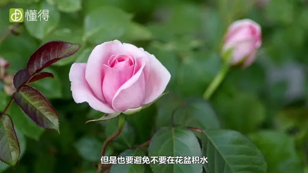 玫瑰花怎么养