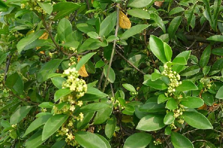 乌鸦藤中药图片