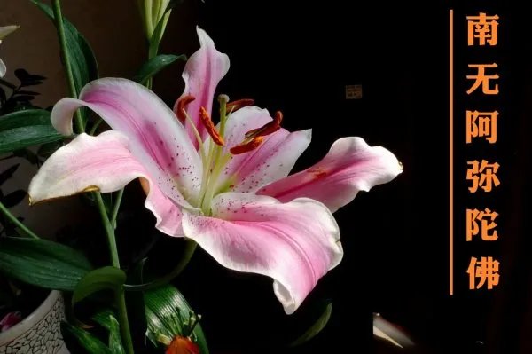 百合花写南无阿弥陀佛的图片有吗?百合花图片有写南无阿弥陀佛有吗？
