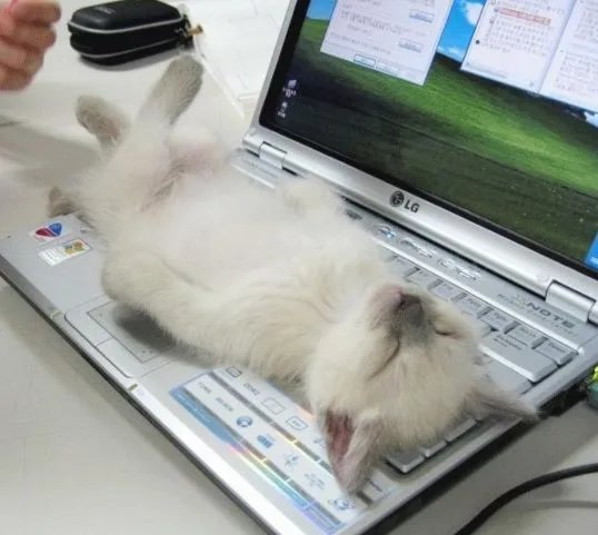 有陪猫塔如何区分猫