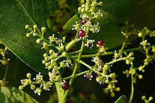 世界上十大最奇怪的树 猴面包树上榜,第八果实形如香肠