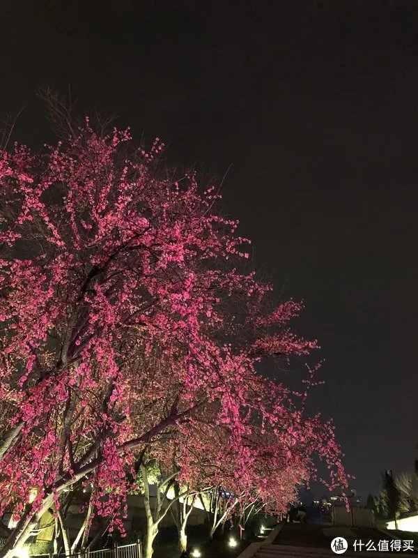 西安大雁塔广场，你要不要这么霸气啊—返乡游记