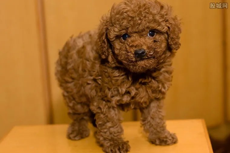 泰迪犬多少钱一只 泰迪犬价格介绍大全