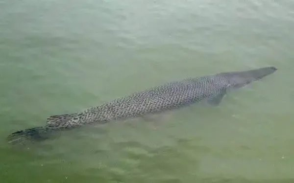 中国古动物馆回应游客被鳄雀鳝咬伤，在动物馆游览的时候需要注意什么？