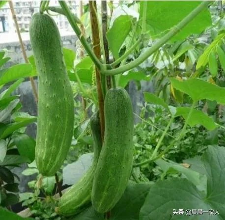 黄瓜种子哪个好？