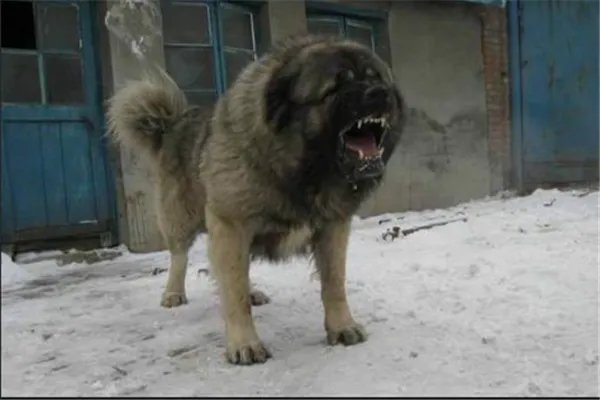 最凶悍的十大名犬：巴西非勒上榜，它是猛犬霸主