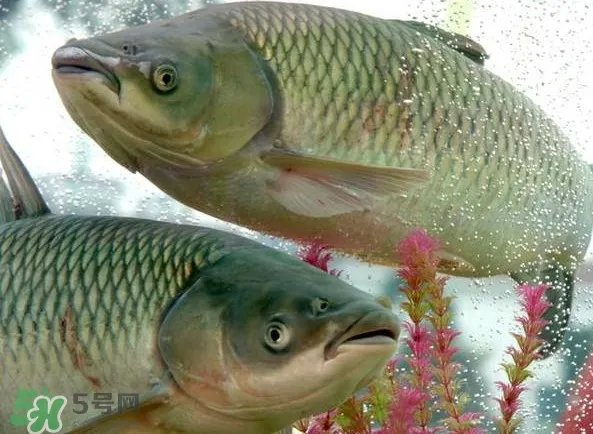 脆肉鲩吃什么的？脆肉鲩和皖鱼有什么区别