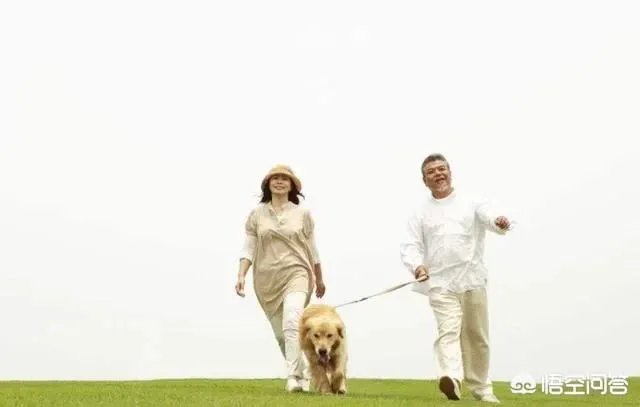 给宠物狗办证需要什么流程？有必要吗？