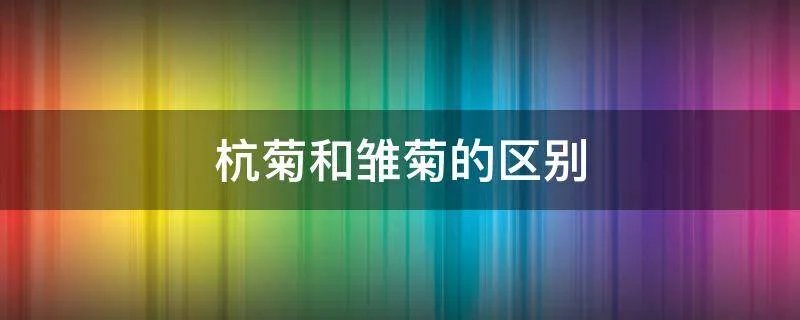 杭菊和雏菊的区别