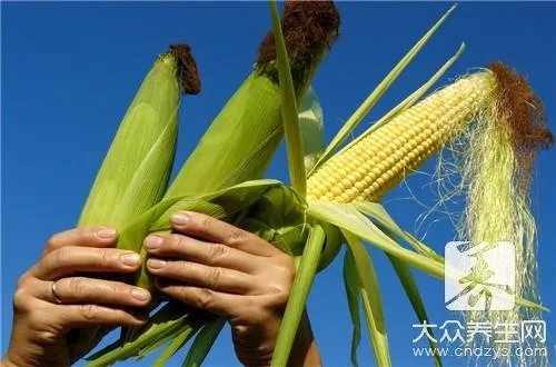 玉米须的药用价值都有什么呢