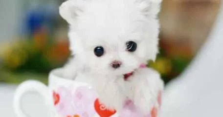 世界上最小的狗是什么品种 到底能小到什么程度