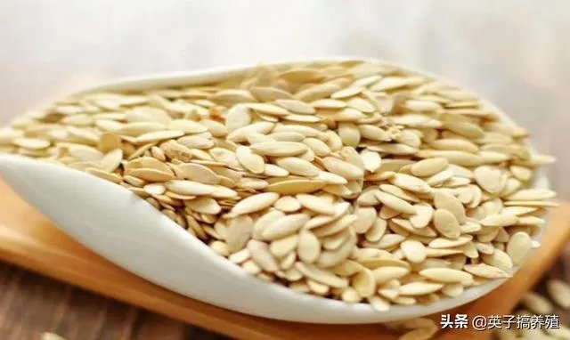 黄瓜种子哪个好？