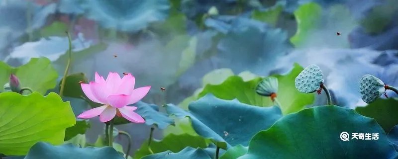 毕竟西湖六月中的诗意