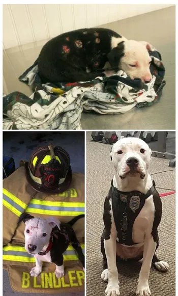 有没有关于宠物的正能量新闻？