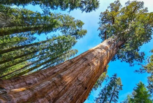 世界上十大最奇怪的树 猴面包树上榜,第八果实形如香肠