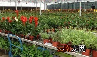 如何做花卉养殖 做花卉养殖的方法