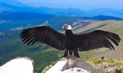 安第斯神鹫简介：智利国家的国鸟，亦是世界上最大的飞禽