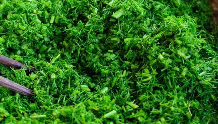 茴香菜的功效与作用 茴香菜图片