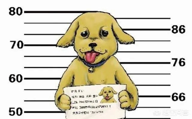 给宠物狗办证需要什么流程？有必要吗？