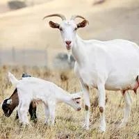 山羊和绵羊区别图片？