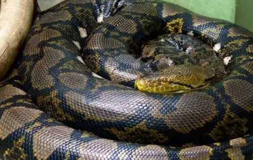 世界十大最长的蟒蛇