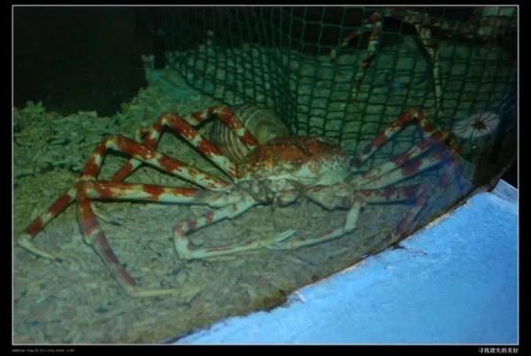 巨型海蜘蛛的简介