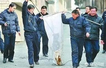 给宠物狗办证需要什么流程？有必要吗？