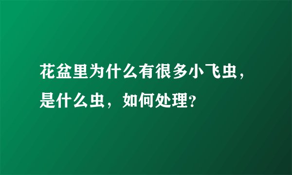 花盆里为什么有很多小飞虫，是什么虫，如何处理？