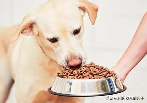 狗狗食欲不振是什么原因?