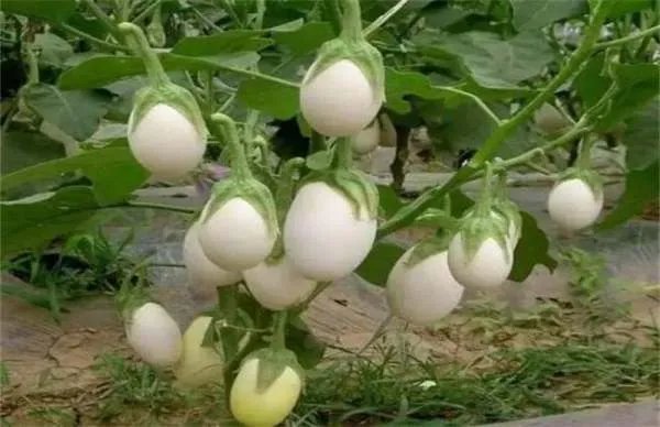 蛋树的蛋树特点