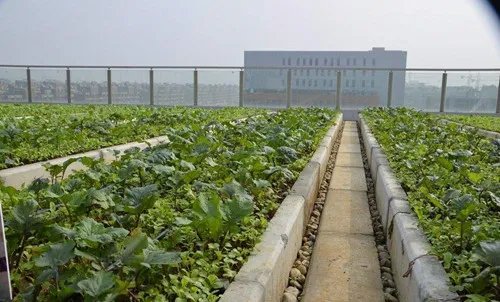 屋顶菜园的优点 屋顶菜园该注意什么