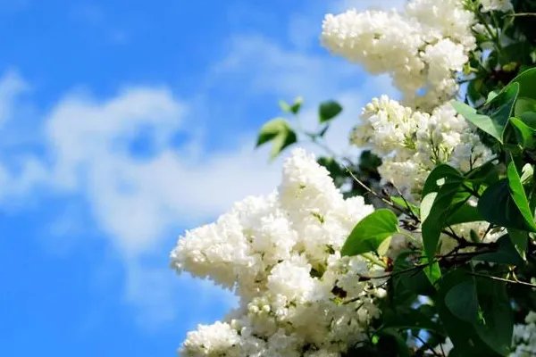 6月初6什么日子